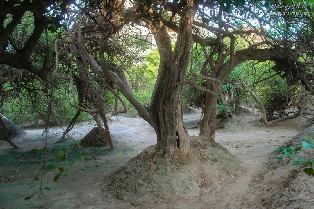 Nidhivan — Sacred Grove